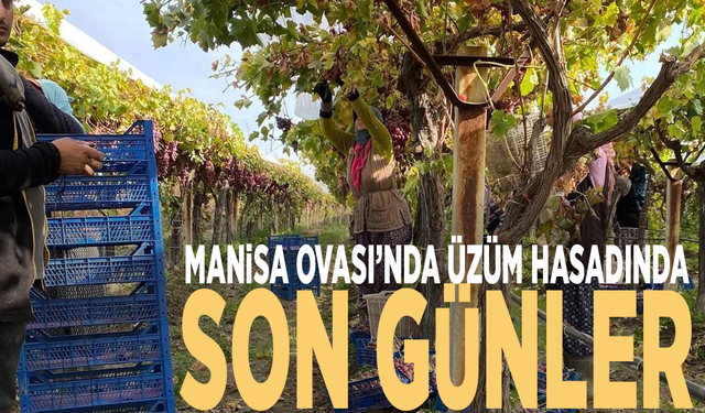 Manisa Ovası’nda üzüm hasadında son günler