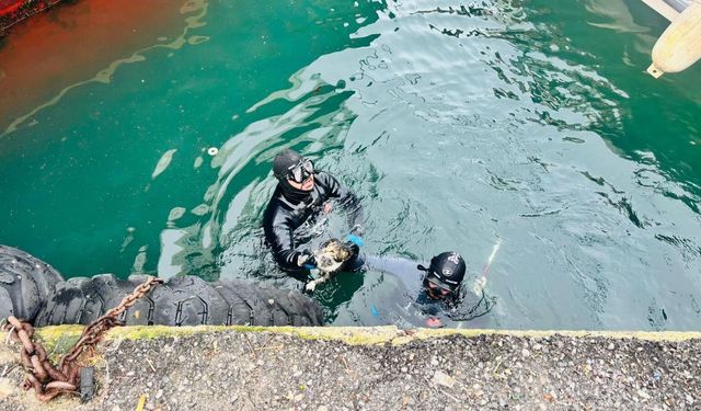 İzmir İtfaiyesi, iskele altında sıkışan kediyi kurtardı