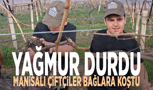 Yağmur durdu, Manisalı çiftçiler bağlara koştu