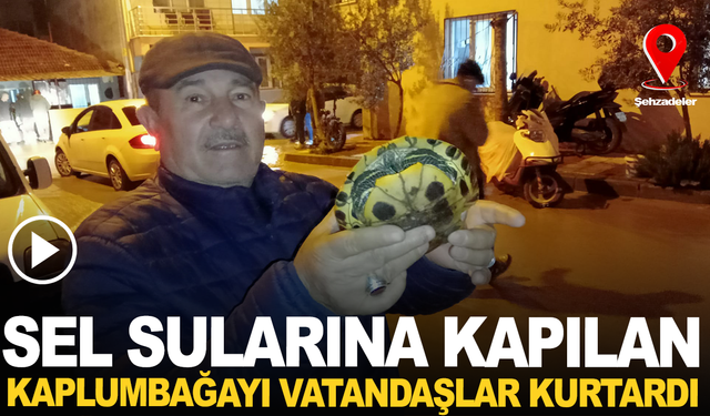 Selden kaçan kaplumbağayı vatandaşlar kurtardı