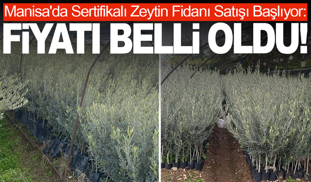 Çiftçilerin dikkatine! Manisa'da Sertifikalı Zeytin Fidanı Satışı Başlıyor