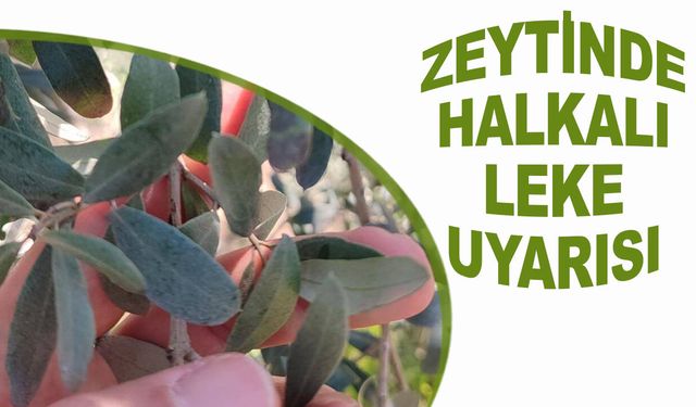 Salihli’de Zeytin Üreticilerine “Halkalı Leke” Uyarısı