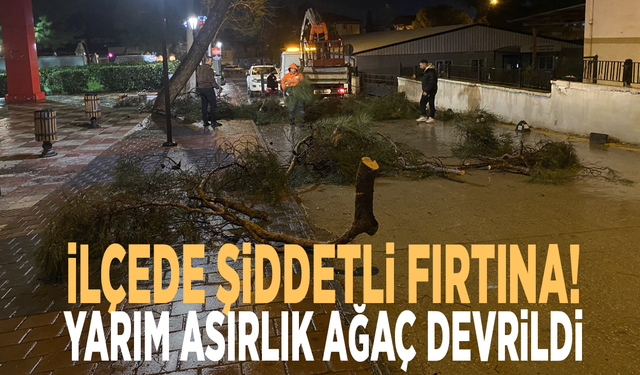 İlçede şiddetli fırtına! Yarım asırlık ağaç devrildi