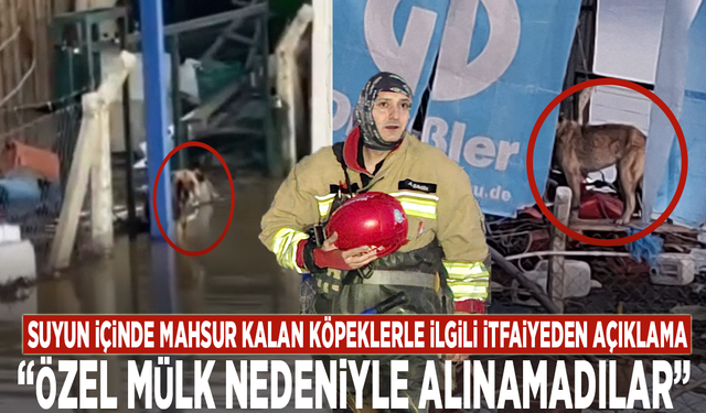 Suyun içinde mahsur kalan köpeklerle ilgili itfaiyeden açıklama: Özel mülk nedeniyle alınamadılar