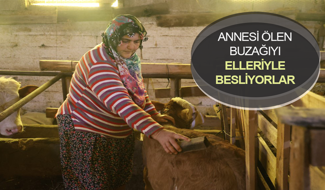 Annesi ölen buzağıyı bebek gibi besliyorlar