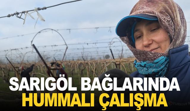 Sarıgöl Ovası’ndaki bağlarda hummalı çalışma