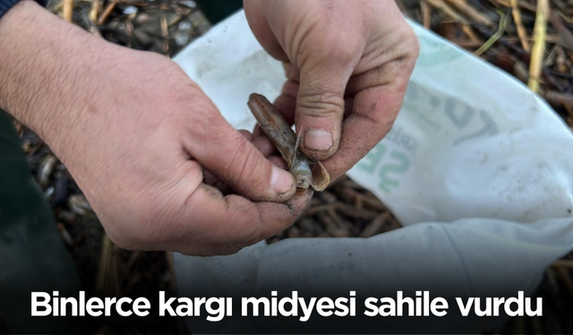 Mersin’de fırtına sonrası binlerce kargı midyesi sahile vurdu: Balıkçılar tek tek topladı