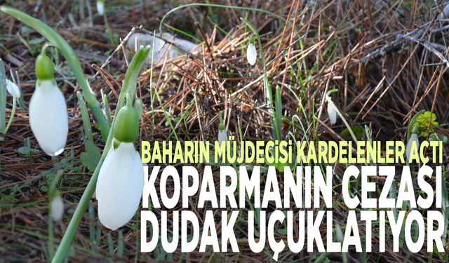 Baharın müjdecisi kardelenler açtı... Koparmanın cezası dudak uçuklatıyor