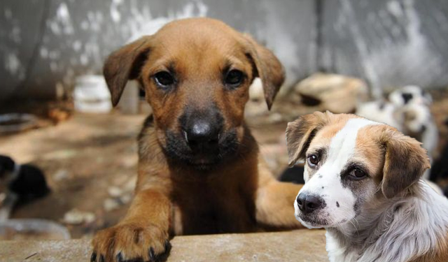 Vali açıkladı: Şanlıurfa'da bütün sokak hayvanları toplatıldı