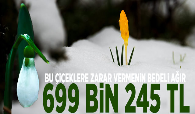 Bu çiçeklere zarar vermenin bedeli ağır: 699 bin 245 TL