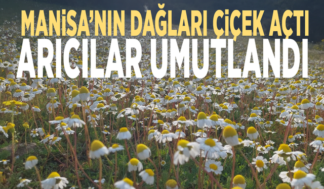 Manisa'nın dağları çiçek açtı, arıcılar umutlandı