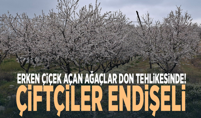 Erken çiçek açan ağaçlar don tehlikesinde! Çiftçiler endişeli