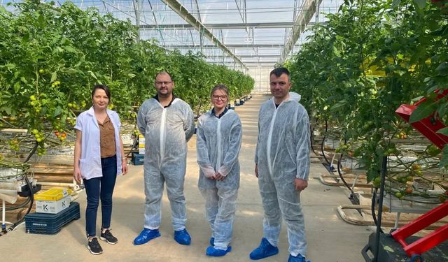Manisa’da Örtü Altı Domates Üretimine İyi Tarım Denetimi