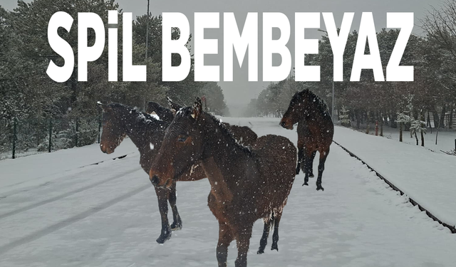 Spil bembeyaz