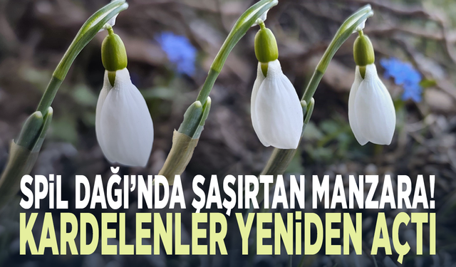 Spil Dağı’nda şaşırtan manzara! Kardelenler yeniden açtı