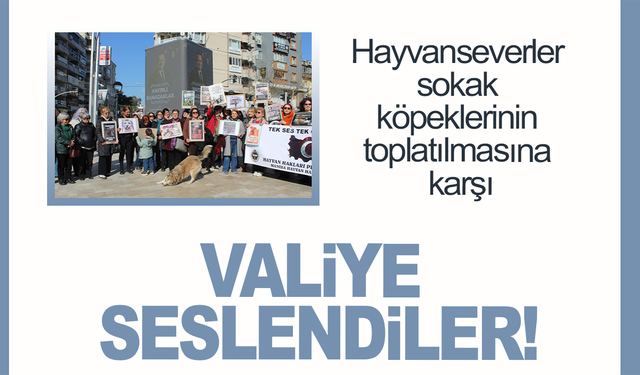 Hayvanseverler sokak köpeklerinin toplatılmasına karşı