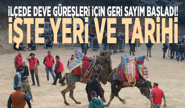 İlçede deve güreşleri için geri sayım başladı! İşte yeri ve tarihi