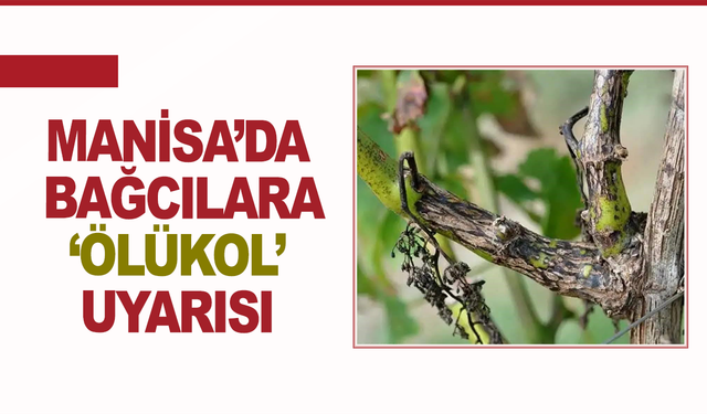 Manisa’da bağcılara ‘Ölükol’ uyarısı