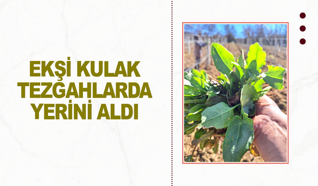 Sarıgöl’de baharın habercisi ekşi kulak tezgahlarda yerini aldı