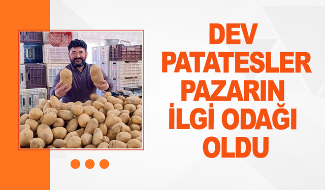 Dev patatesler pazarın ilgi odağı oldu
