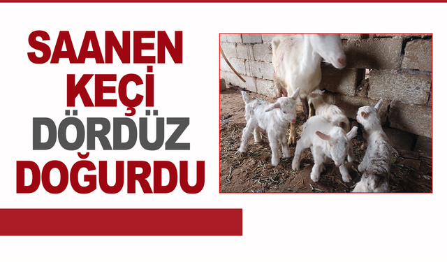 Süt rekortmeni Saanen keçiden dördüz doğum