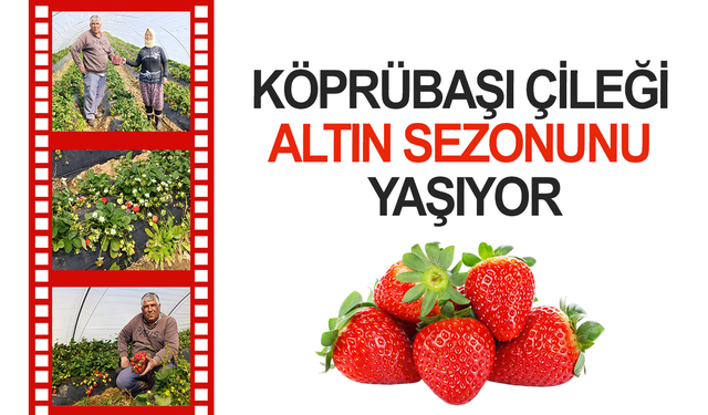 Köprübaşı çileği altın sezonunu yaşıyor