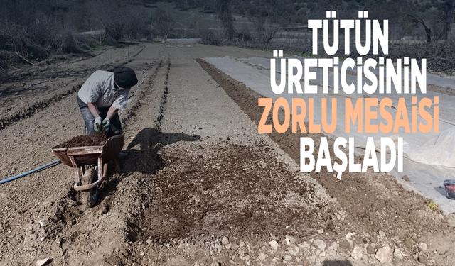 Tütün üreticisinin zorlu mesaisi başladı