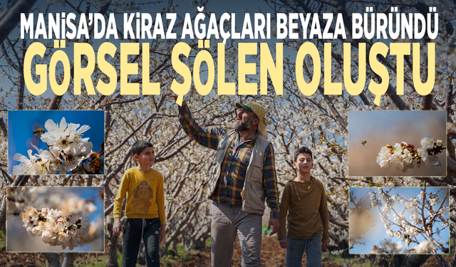 Manisa’da kiraz ağaçları beyaza büründü, görsel şölen oluştu