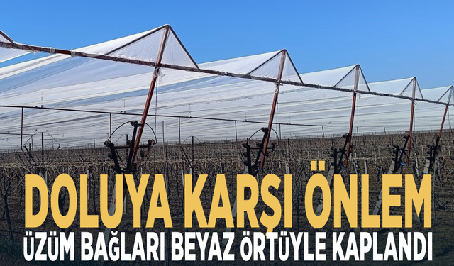 Doluya karşı önlem... Üzüm bağları beyaz örtüyle kaplandı