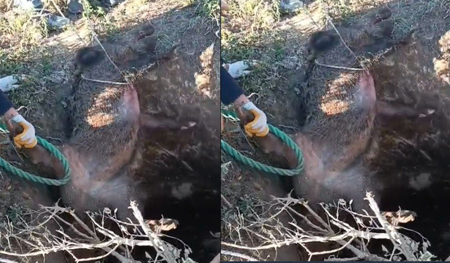 Düştüğü çukurda mahsur kalan yaban domuzunu vatandaşlar kurtardı