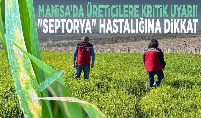 Manisa’da üreticilere kritik uyarı! "Septorya" hastalığına dikkat