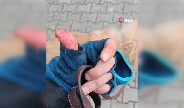 Başıboş pitbull, vatandaş ile köpeğine dehşeti yaşattı