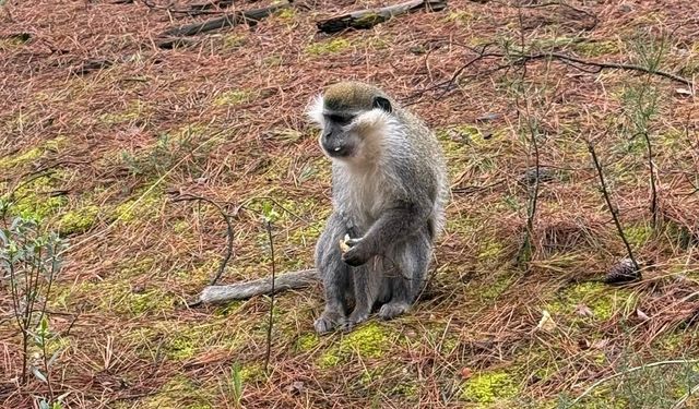 Denizli'deki firari maymunların sırrı çözüldü