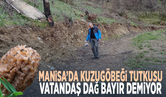 Manisa’da kuzugöbeği tutkusu.. Vatandaş dağ bayır demiyor