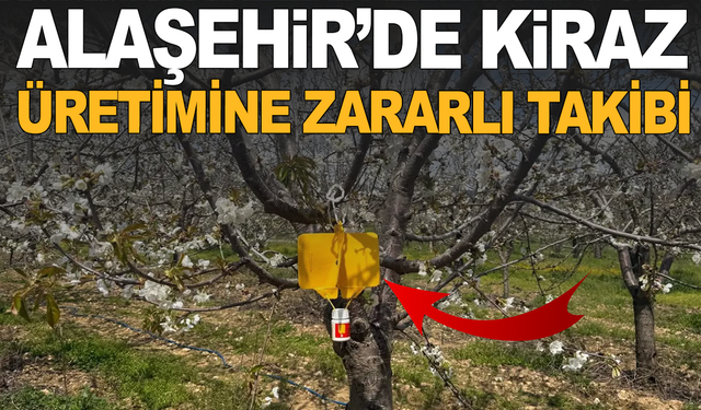 Alaşehir’de Kiraz Üretimine Zararlı Takibi