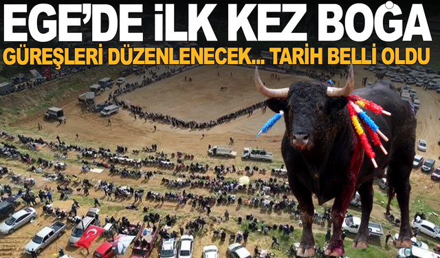Ege'de boğa güreşi için geri sayım başladı