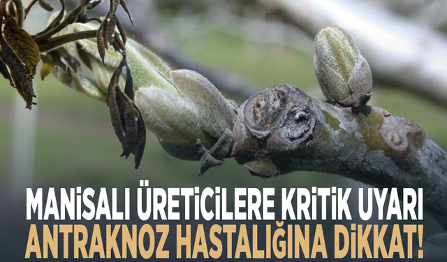 Manisalı üreticilere kritik uyarı: Antraknoz hastalığına dikkat!