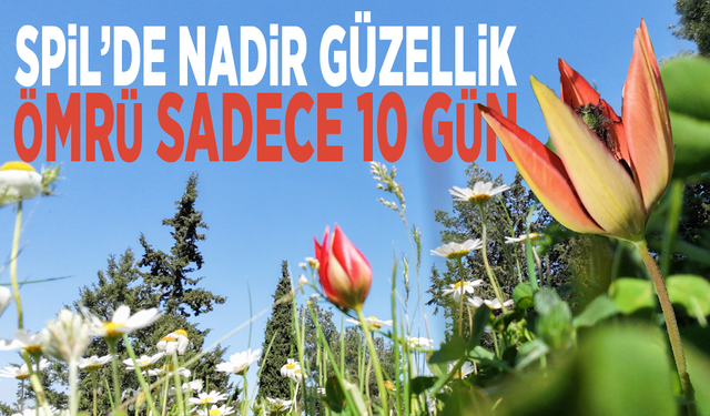 Spil’de nadir güzellik... Ömrü sadece 10 gün