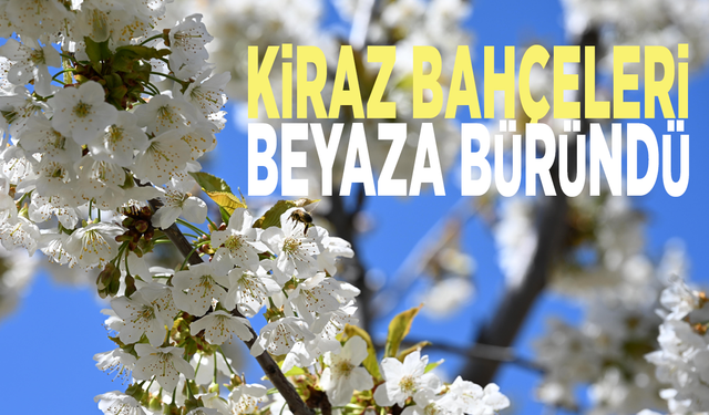 Kiraz bahçeleri beyaza büründü