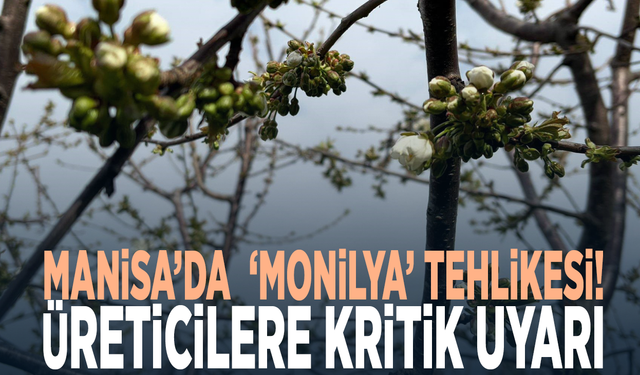 Manisa’da  ‘Monilya’ tehlikesi!  Üreticilere kritik uyarı