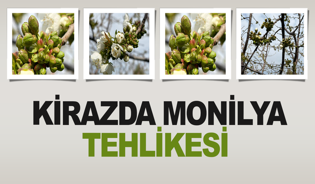 Kirazda Monilya Tehlikesi