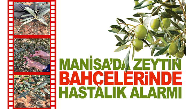 Halkalı Leke Tehlikesi: Zeytin İçin Kritik Süreç
