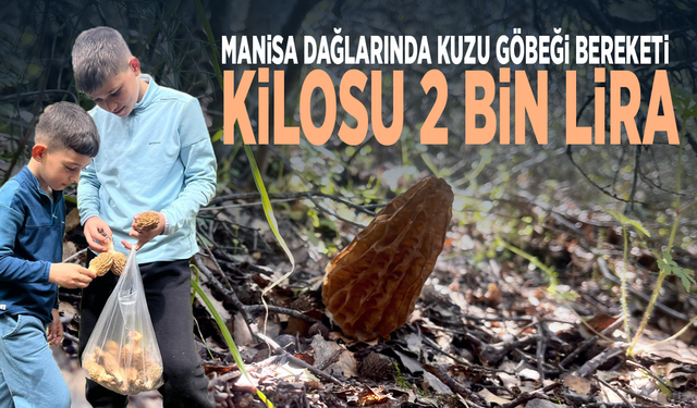 Manisa dağlarında kuzu göbeği bereketi... Kilosu 2 bin lira