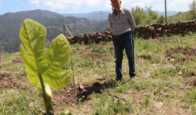 Manisa’yı örnek aldı, Çorum'da ilk incir bahçesi kurdu