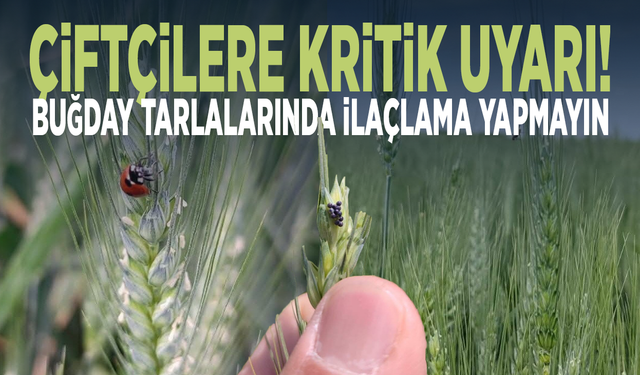 Çiftçilere kritik uyarı! Buğday tarlalarında ilaçlama yapmayın