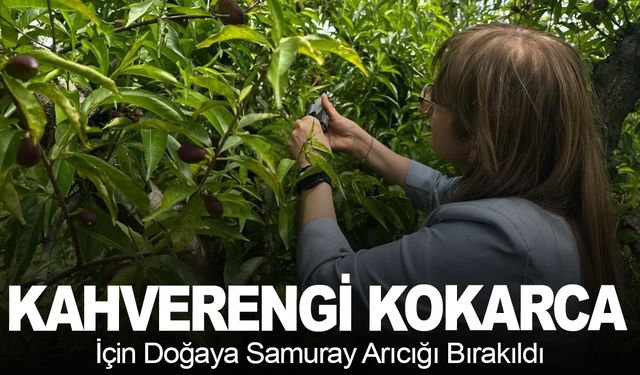 Turgutlu’da Kahverengi Kokarcaya Karşı Samuray Arıcığı Salındı