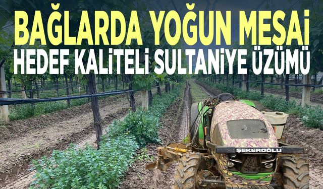 Bağlarda yoğun mesai... Hedef kaliteli Sultaniye üzümü
