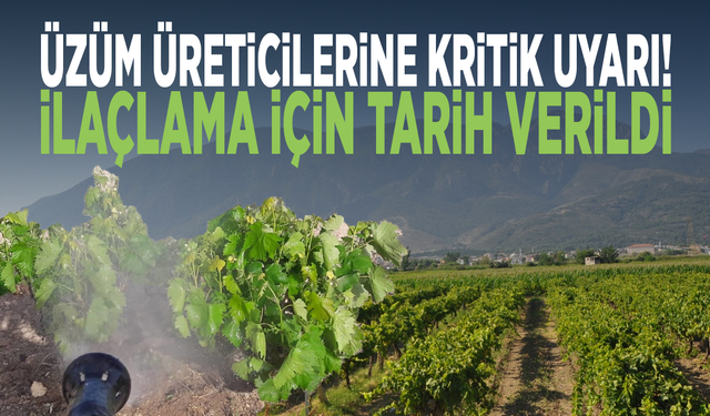 Manisa’da üzüm üreticilerine kritik uyarı! İlaçlama için tarih verildi