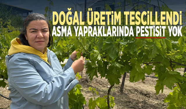 Doğal üretim tescillendi... Asma yapraklarında pestisit yok