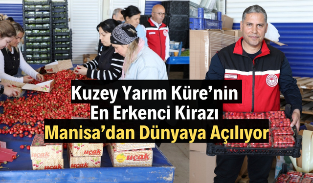 Kuzey Yarım Küre’nin En Erkenci Kirazı Manisa’dan Dünyaya Açılıyor